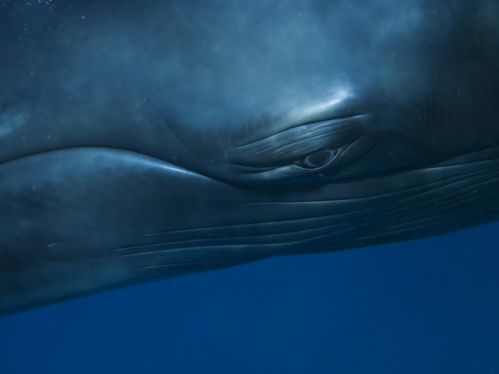 クジラ 写真集「Beautiful Whale」ブライアント・オースティン Amazon.com: Beautiful Whale: 9781419703843: Austin, Bryant